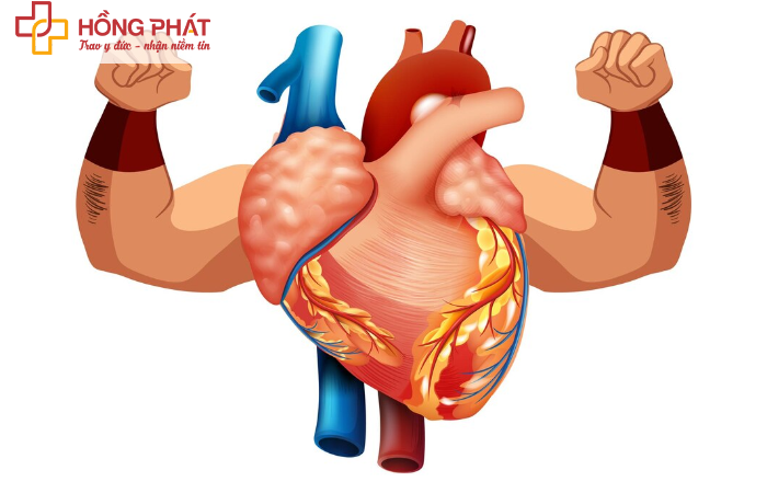 Canxi đóng vai trò quan trọng trong sự phát triển sức khỏe tim mạch và cơ
