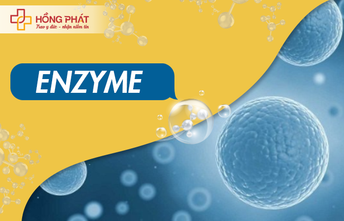 Enzyme là gì? Vai trò và cách enzyme hoạt động